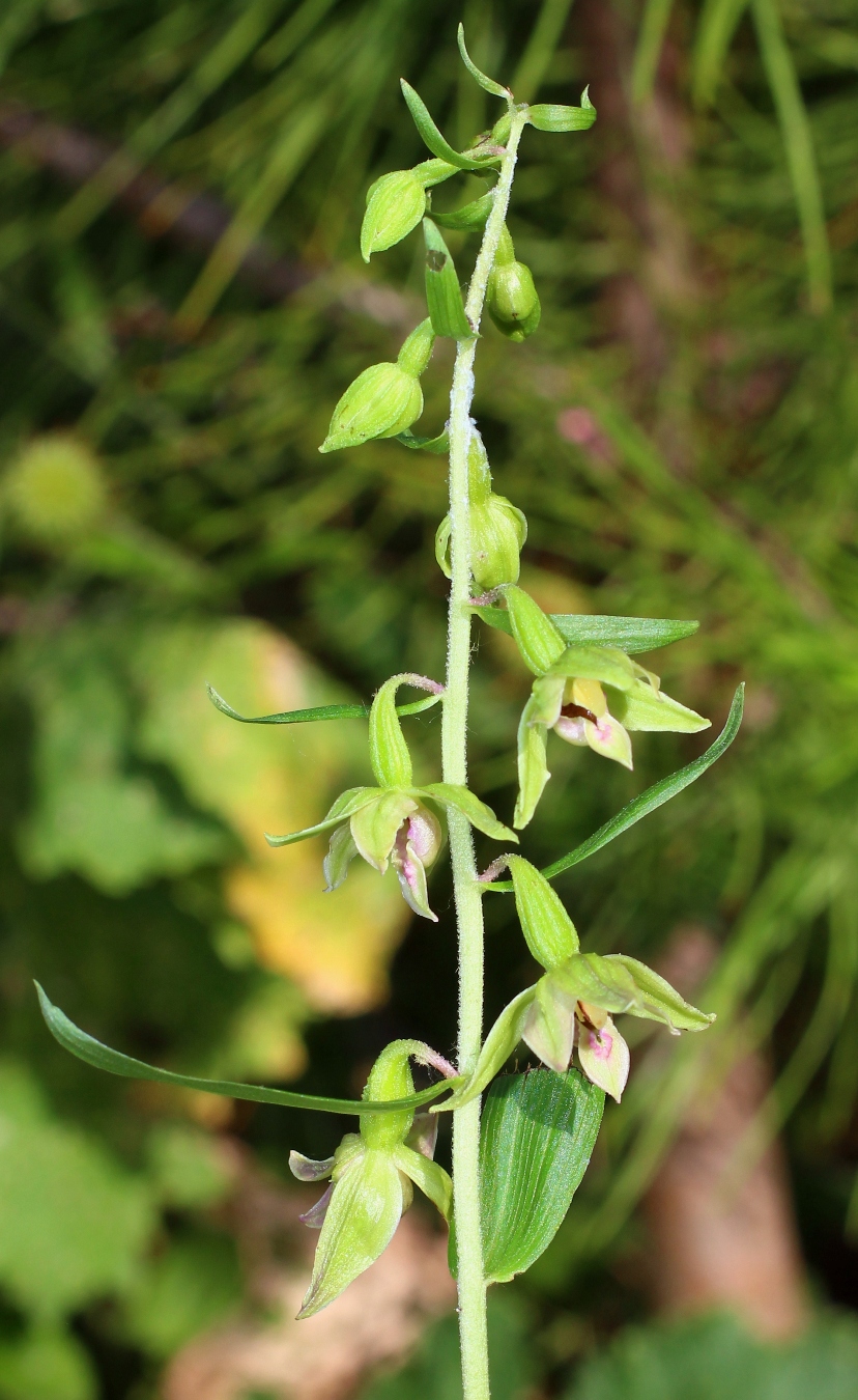 Изображение особи Epipactis leptochila.