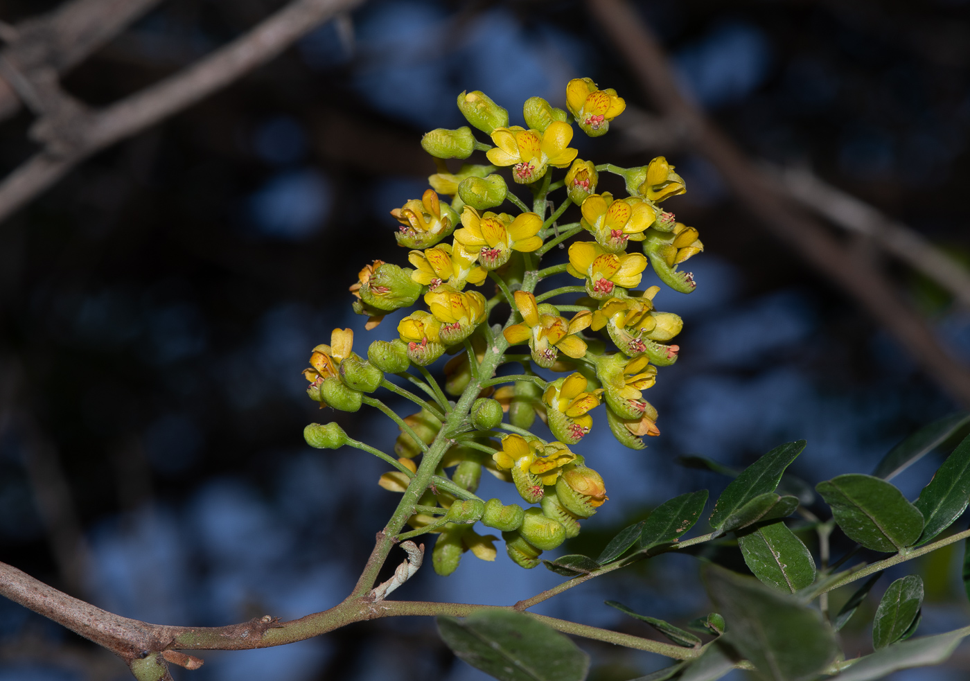 Изображение особи Caesalpinia spinosa.