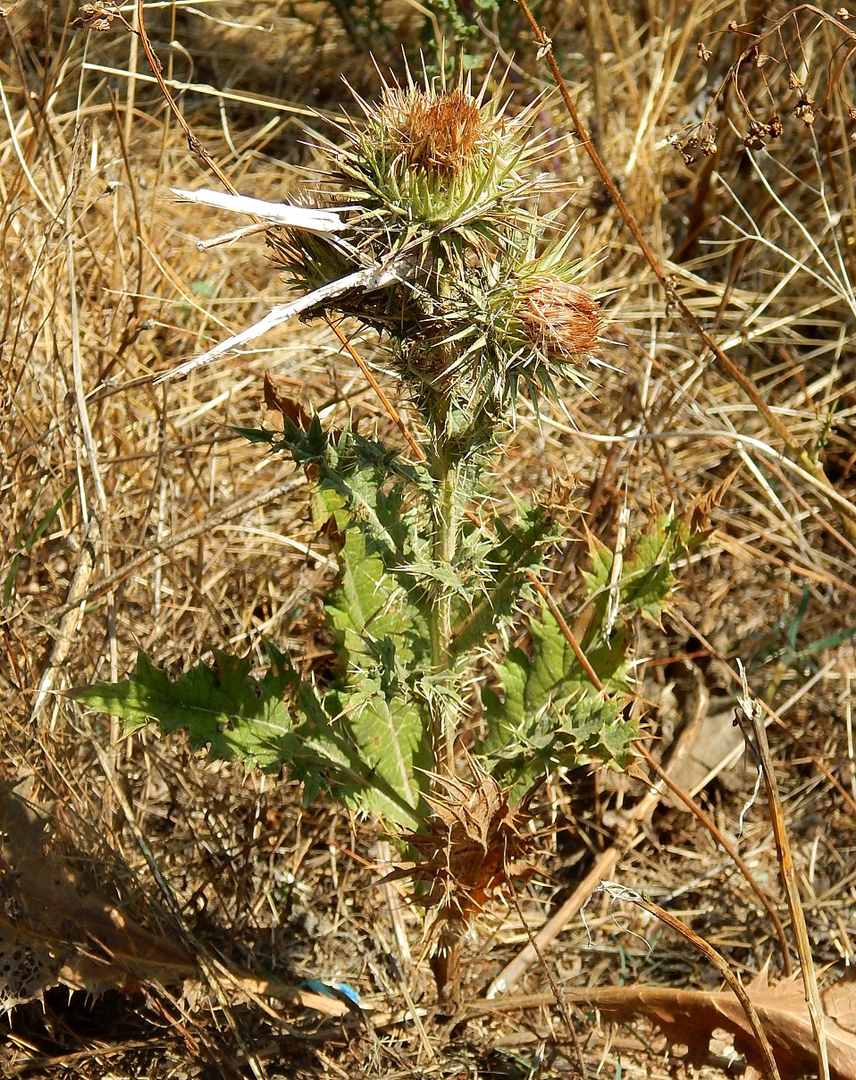 Image of genus Carduus specimen.