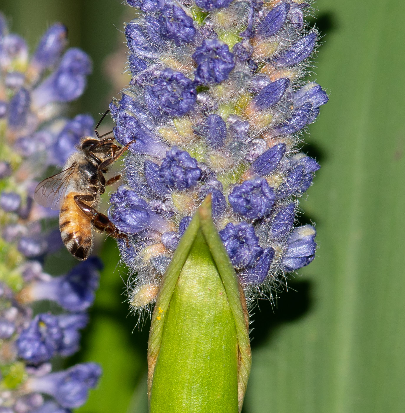 Image of Pontederia cordata specimen.