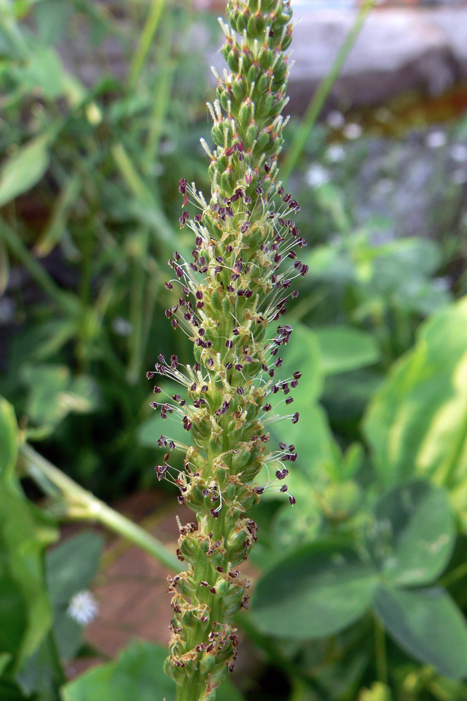 Image of Plantago major specimen.