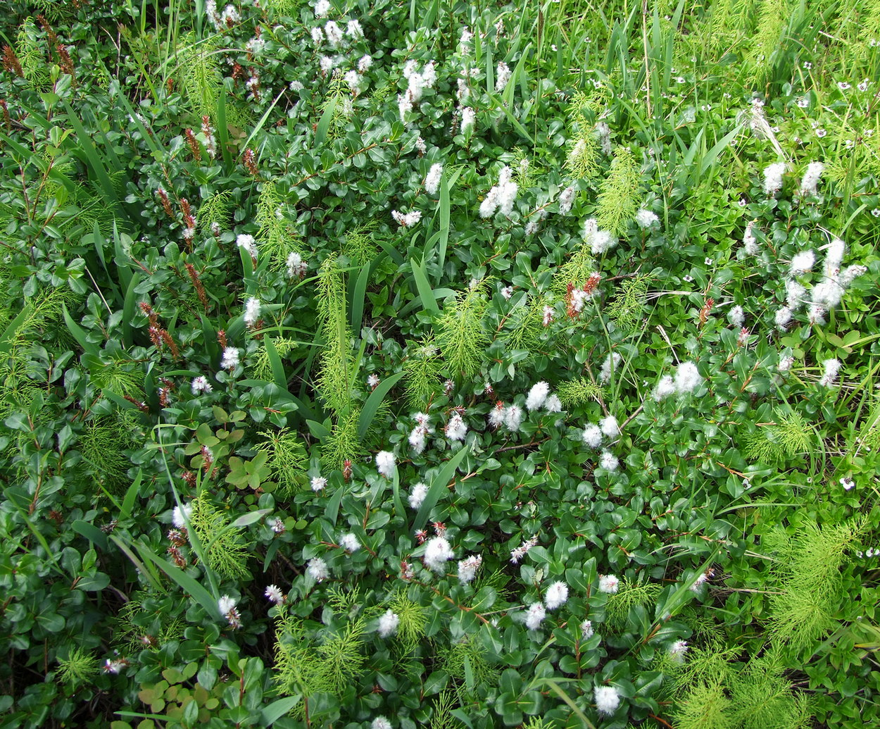 Image of Salix fuscescens specimen.