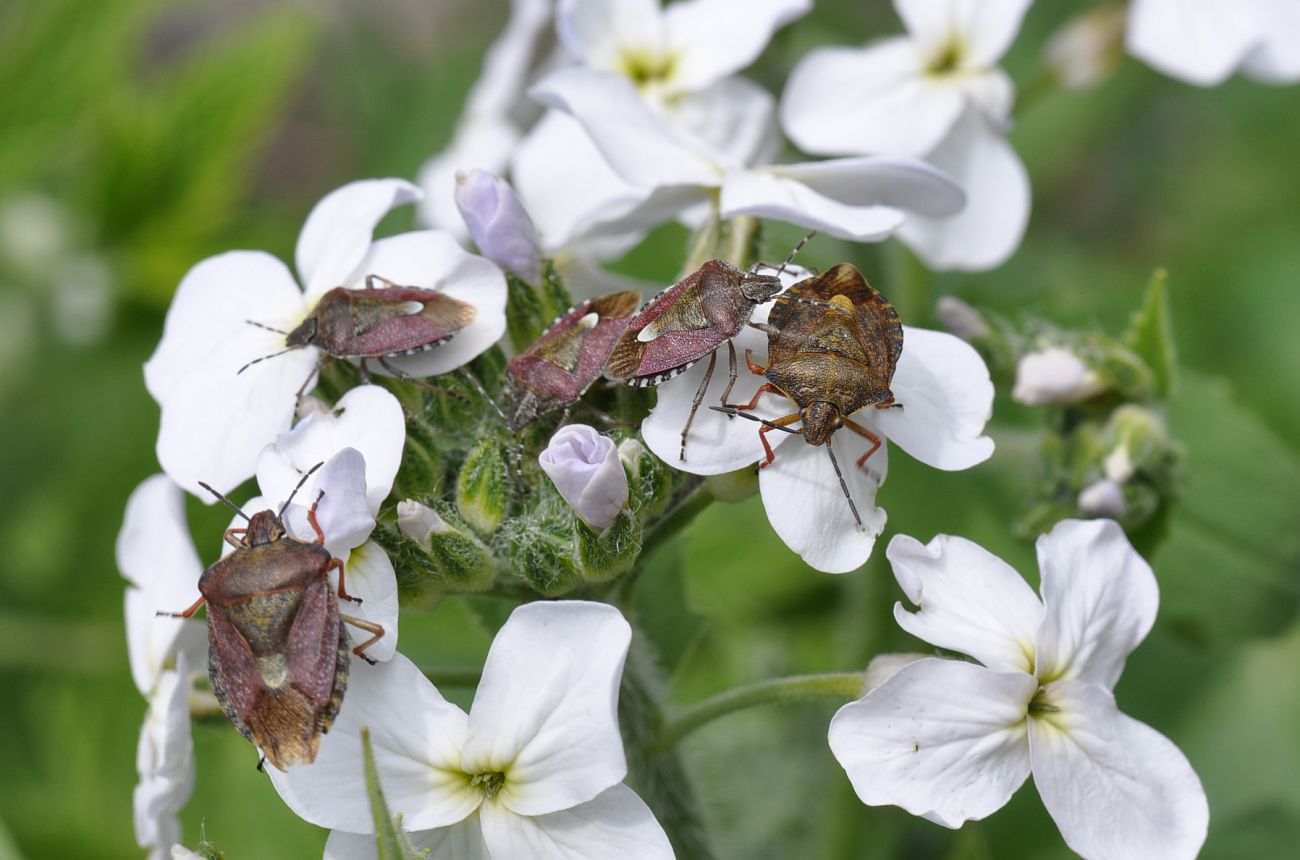 Image of Hesperis voronovii specimen.