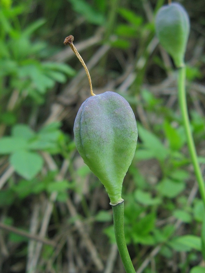 Image of Erythronium sibiricum specimen.