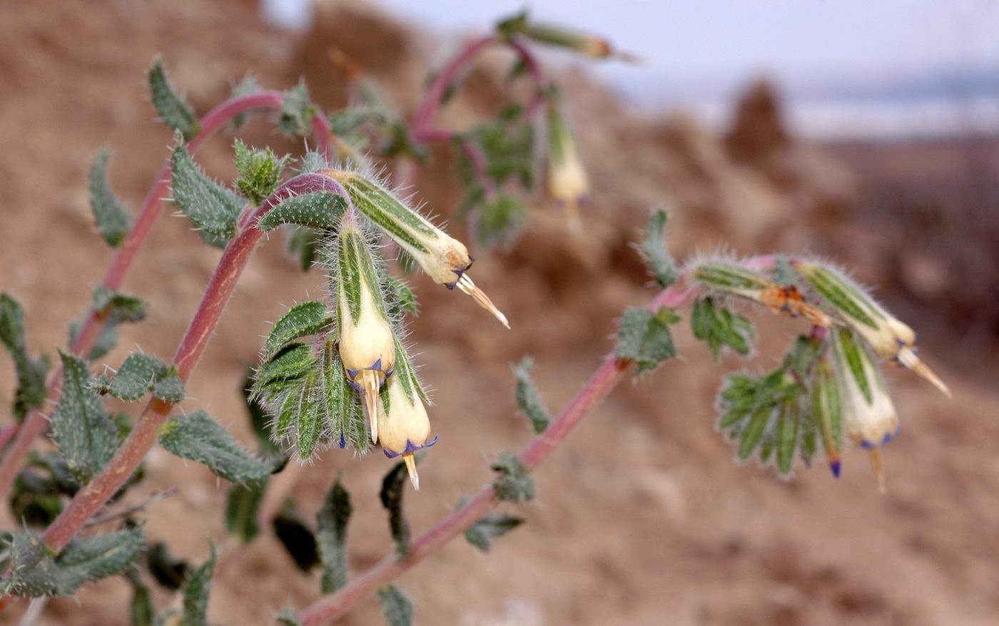 Image of Onosma staminea specimen.