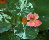 Tropaeolum majus