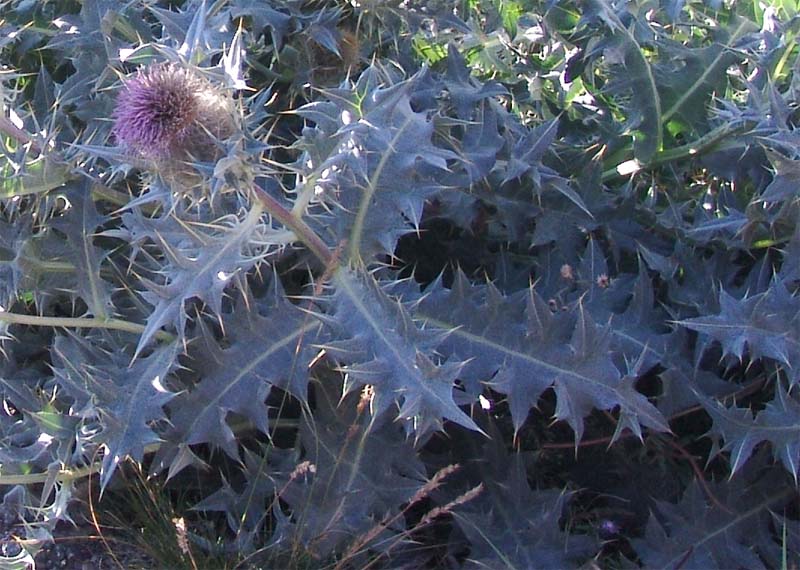 Изображение особи Cirsium cephalotes.