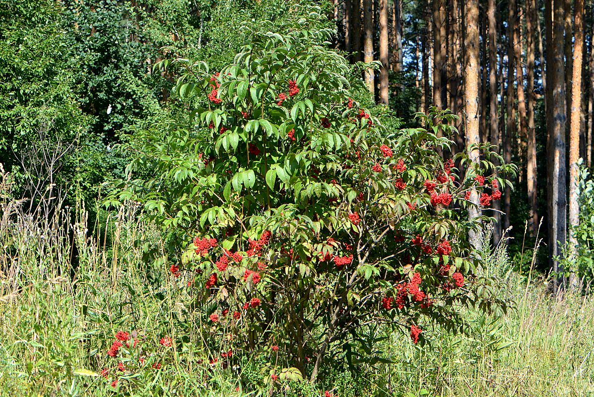 Изображение особи Sambucus racemosa.