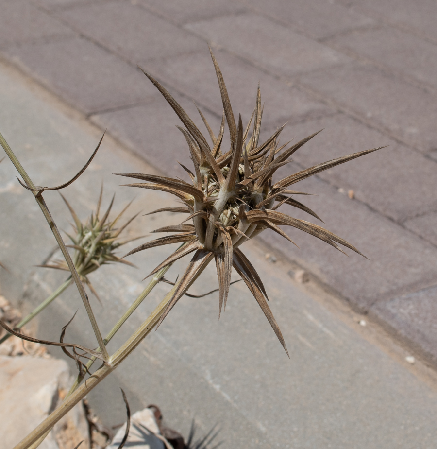 Image of Exoacantha heterophylla specimen.