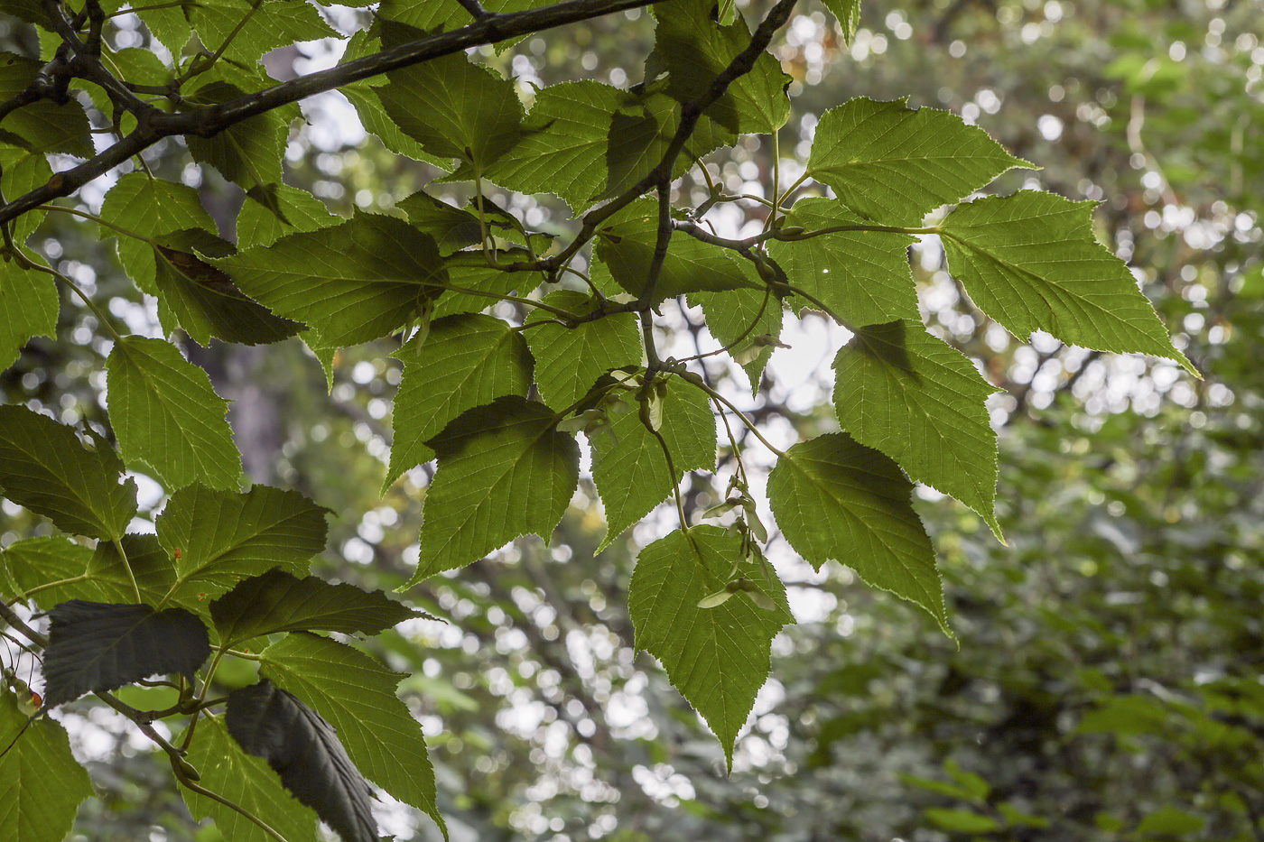 Image of Acer capillipes specimen.