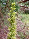 Epipactis helleborine. Верхушка соцветия. Тверская обл., Весьегонск, Окружная дорога, поляна на краю соснового бора. 17 июля 2020 г.