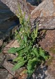 Rumex aquaticus. Плодоносящее растение. Челябинская обл., Каслинский р-н, берег оз. Киреты, каменистый участок берега, у воды. 24.07.2020.