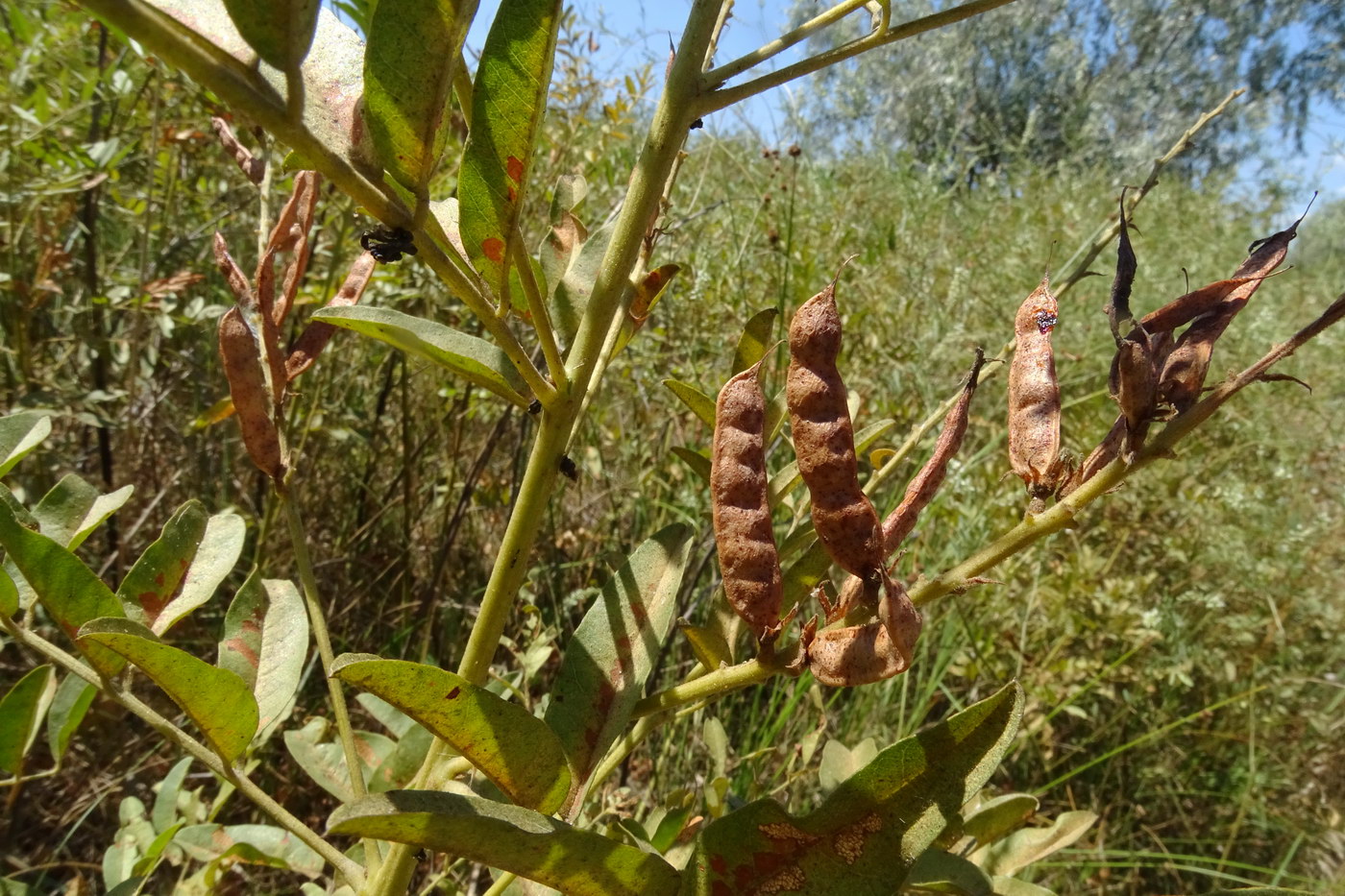 Image of Glycyrrhiza glabra specimen.