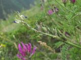 Astragalus onobrychis. Соплодие. Кабардино-Балкария, Эльбрусский р-н, окр. с. Нейтрино, ок. 1850 м н.у.м., каменистый склон. 09.07.2020.