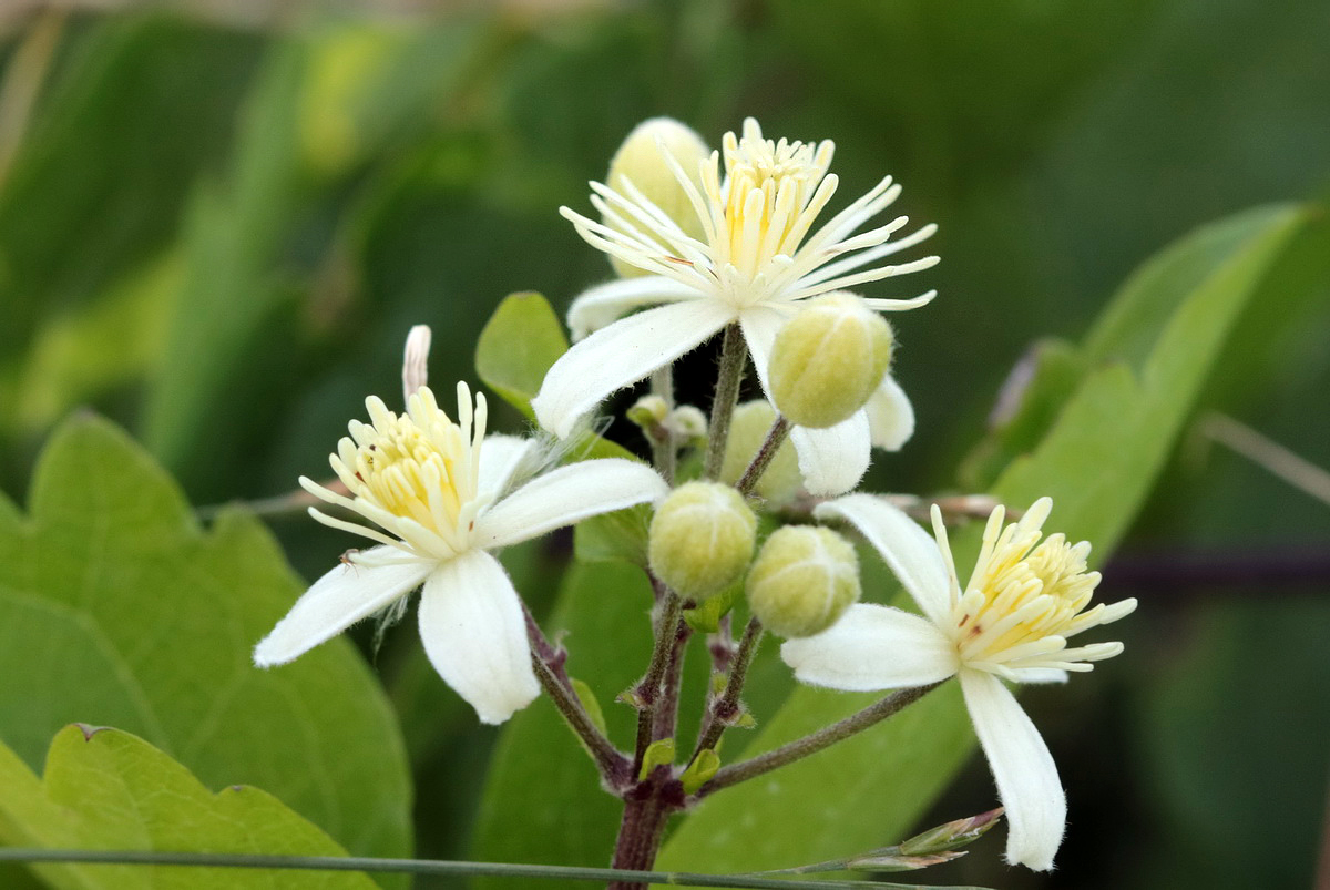 Изображение особи Clematis vitalba.