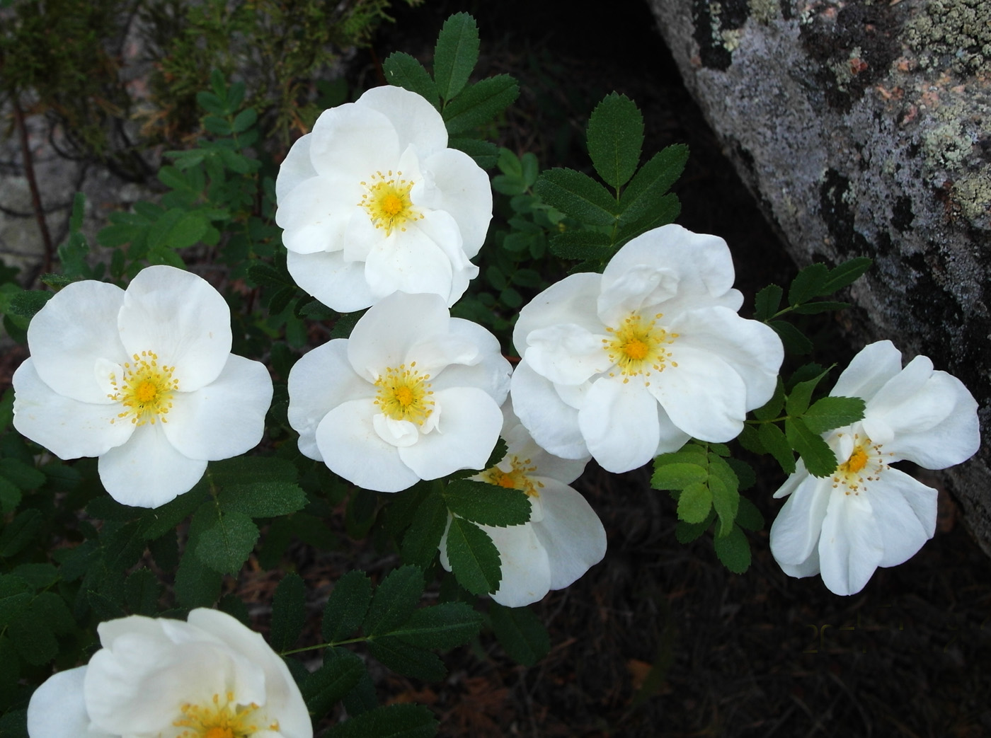 Изображение особи Rosa spinosissima.