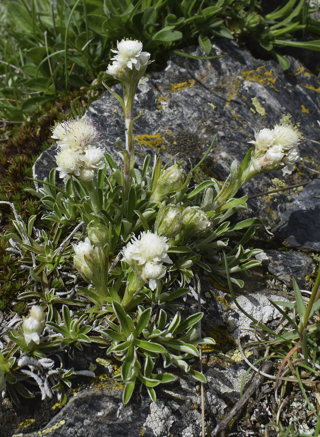 Изображение особи Antennaria dioica.