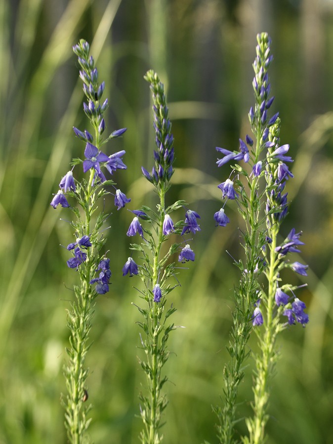 Image of Veronica teucrium specimen.