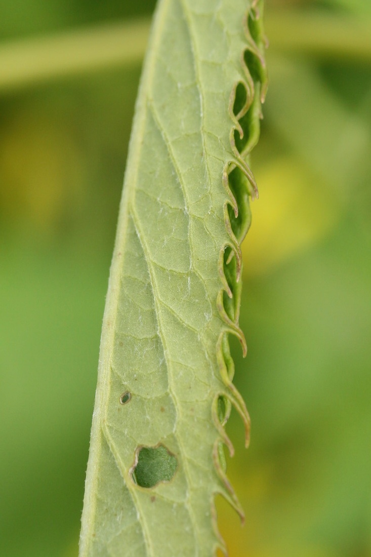 Изображение особи Senecio paludosus.