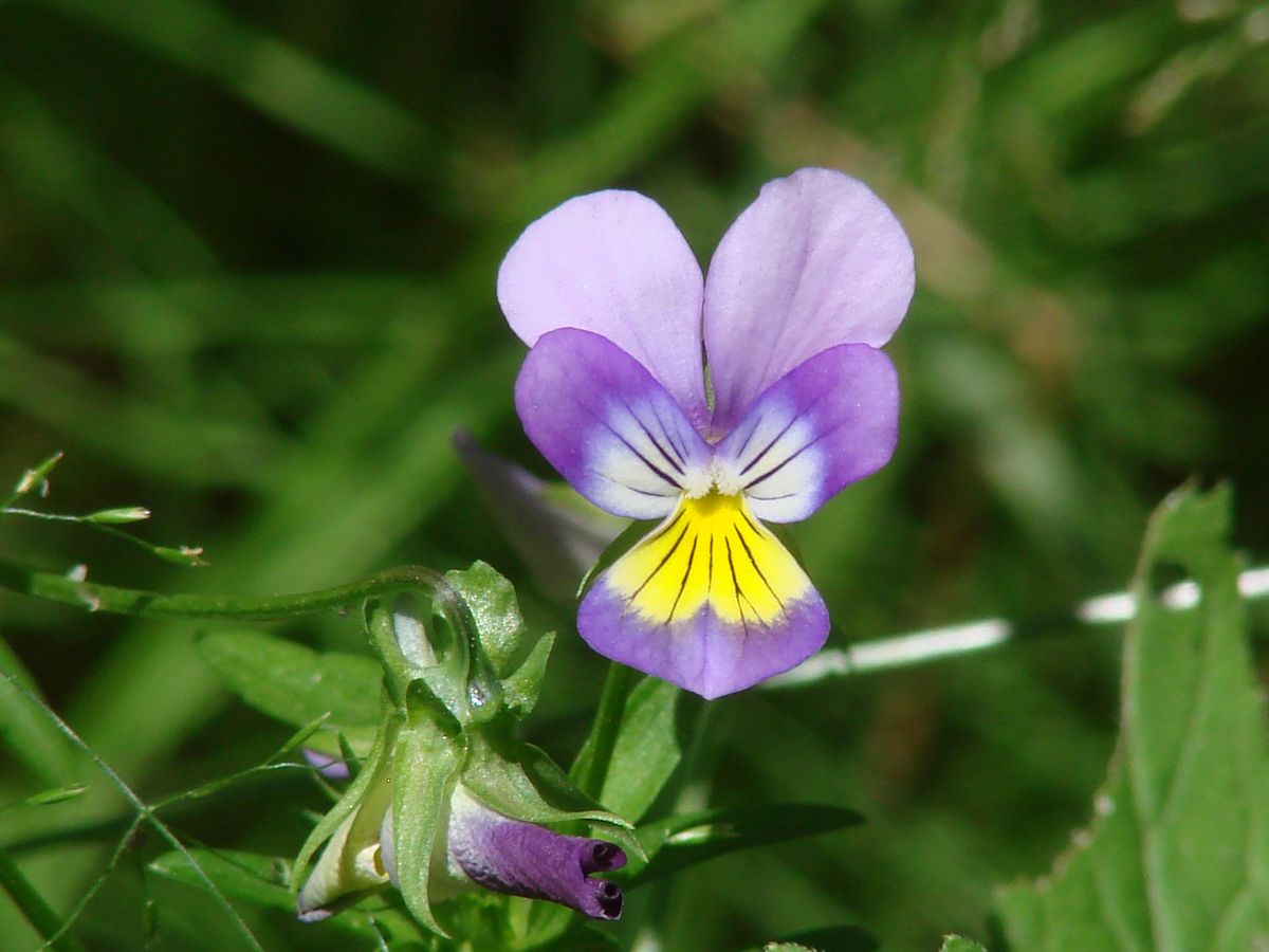 Image of Viola tricolor specimen.