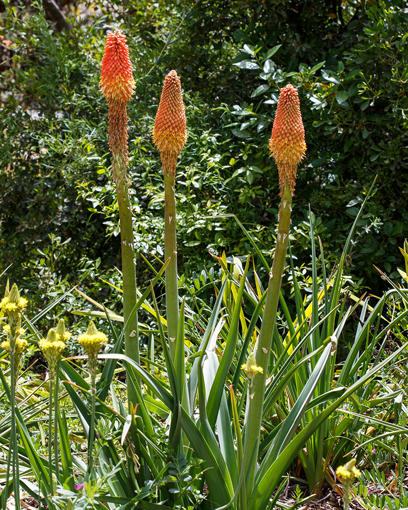 Image of Kniphofia uvaria specimen.