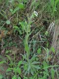 familia Brassicaceae. Цветущее растение. Северная Осетия, гор. округ Владикавказ, окр. с. Чми, ок. 1200 м н.у.м., обрывистый склон. 07.05.2021.