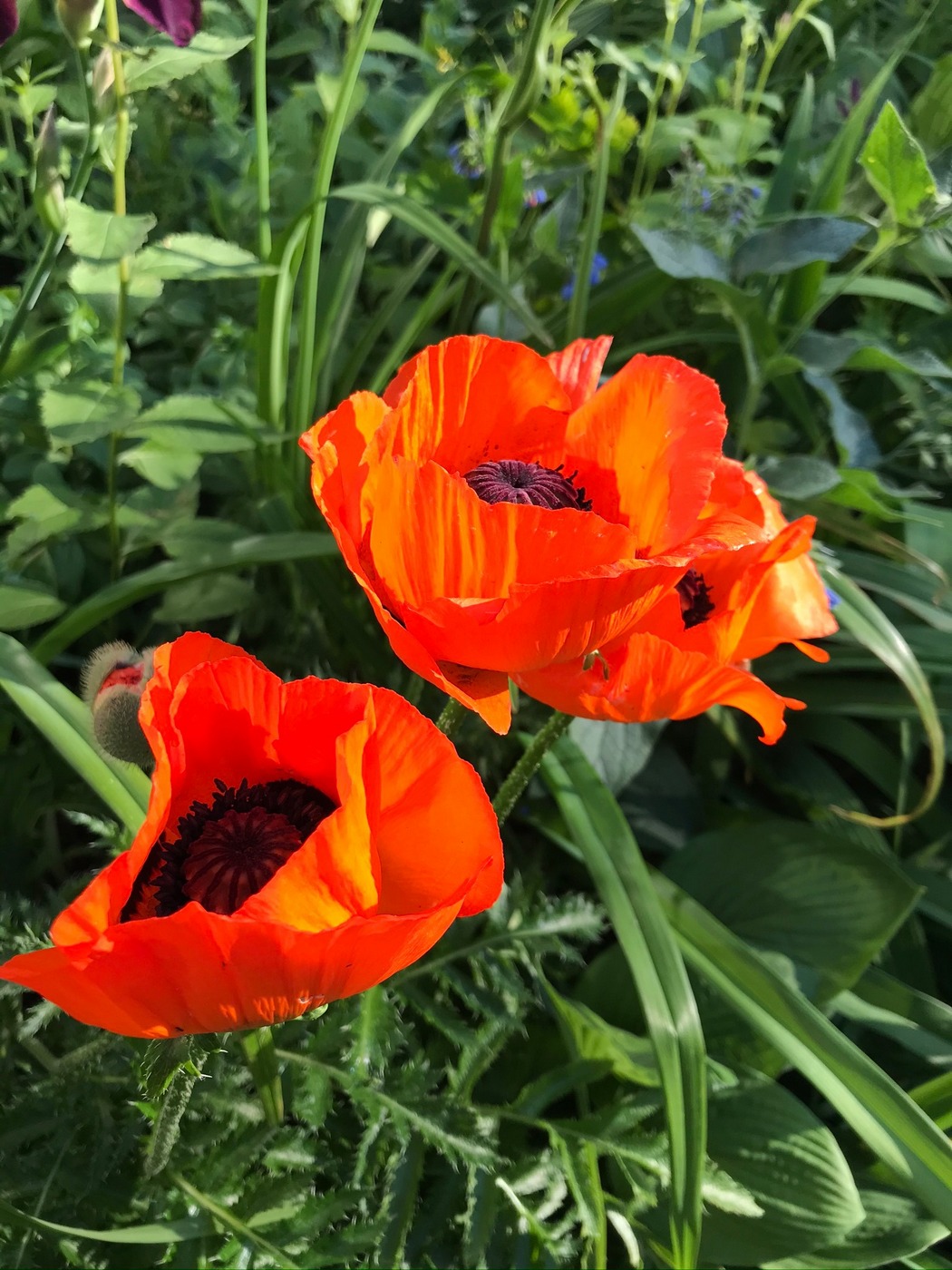 Изображение особи Papaver setiferum.