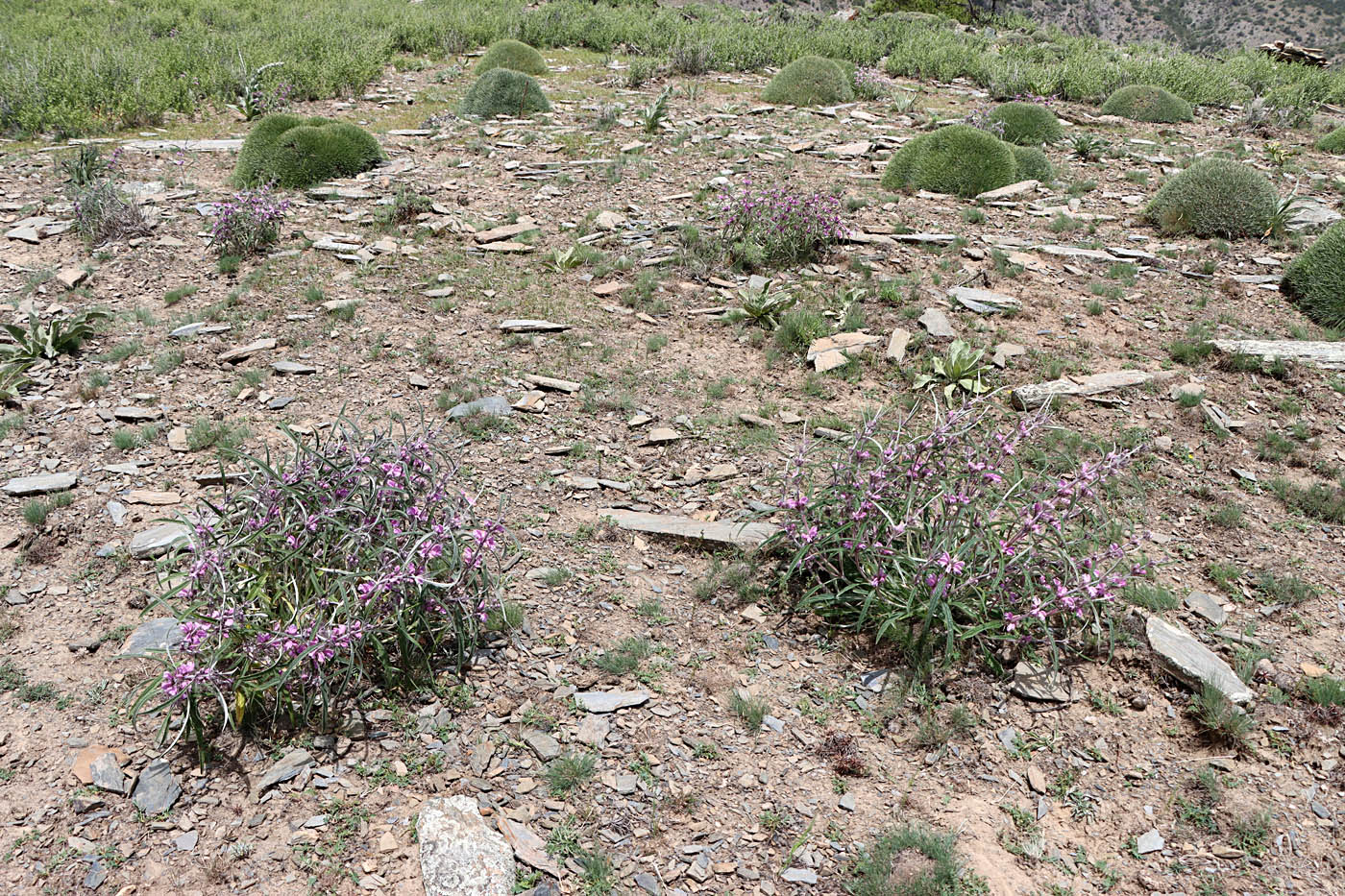 Image of Phlomis linearifolia specimen.