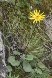 Dolichorrhiza correvoniana. Цветущее растение. Кабардино-Балкария, Зольский р-н, левый борт долины р. Малка напротив ур. Джилы-су, ок. 2400 м н.у.м., затенённый сырой участок под скалой. 13.07.2022.