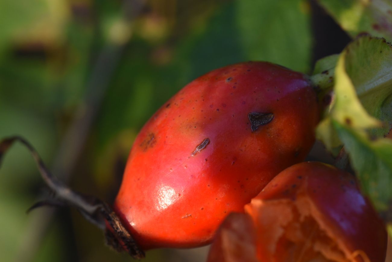 Image of genus Rosa specimen.