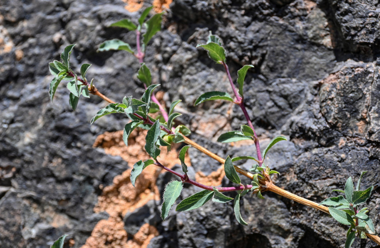 Image of Lonicera olgae specimen.