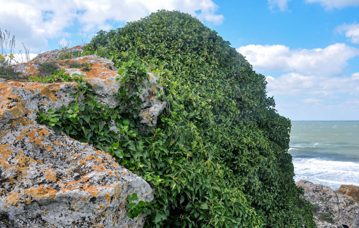 Изображение особи Hedera helix.