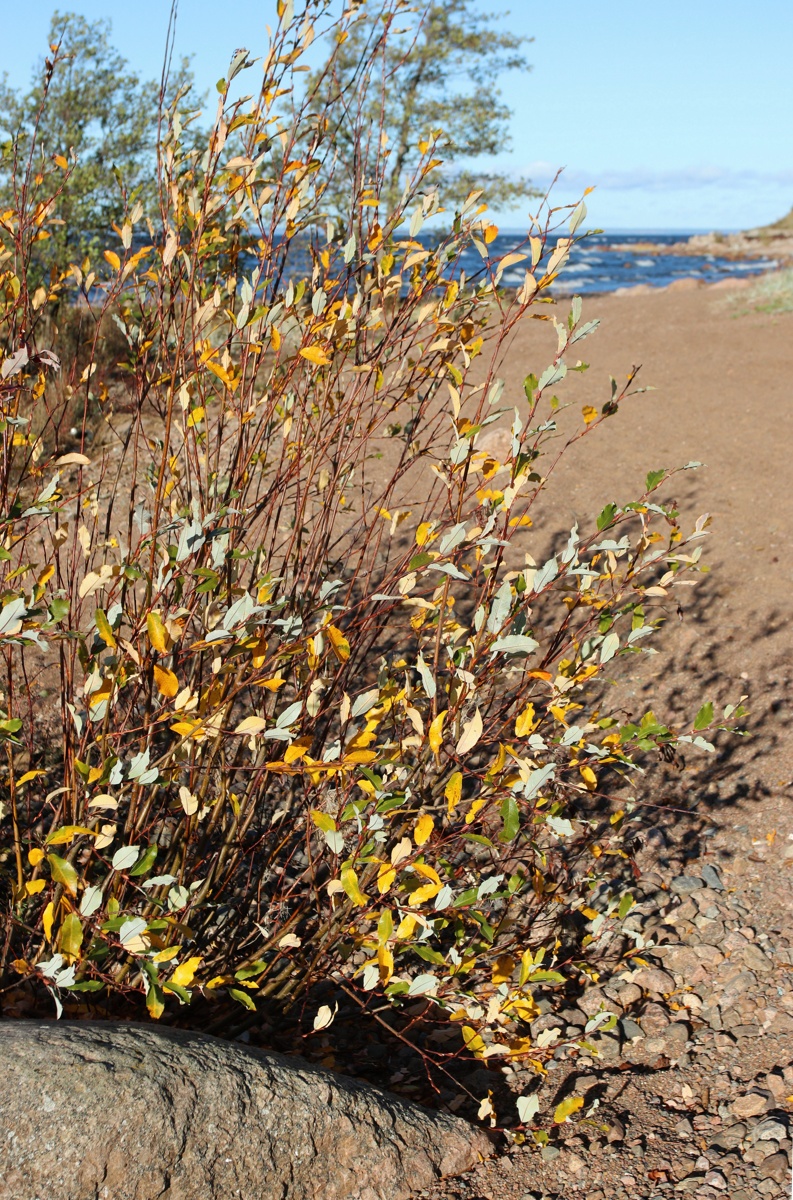 Image of Salix phylicifolia specimen.