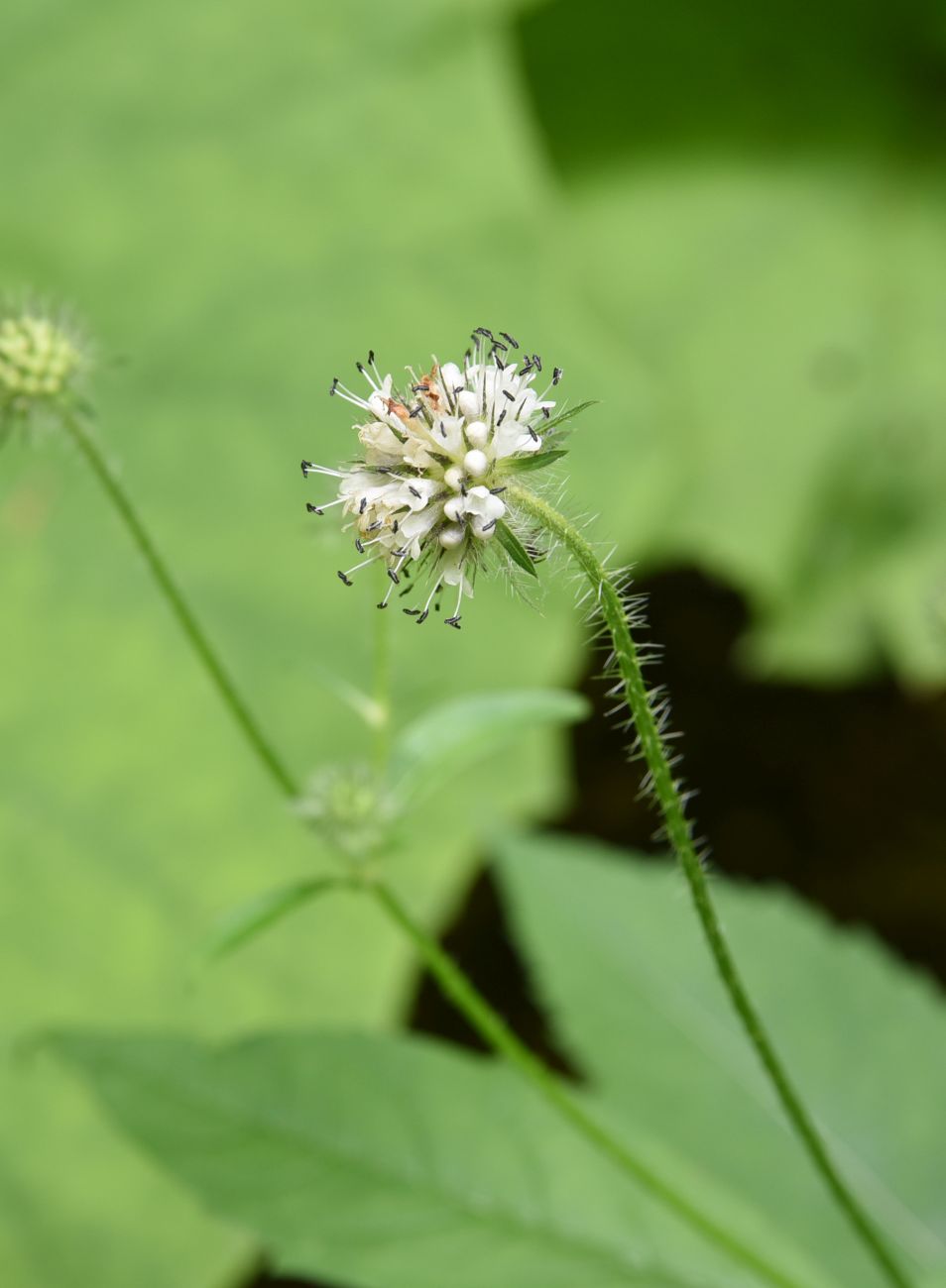 Изображение особи Dipsacus pilosus.