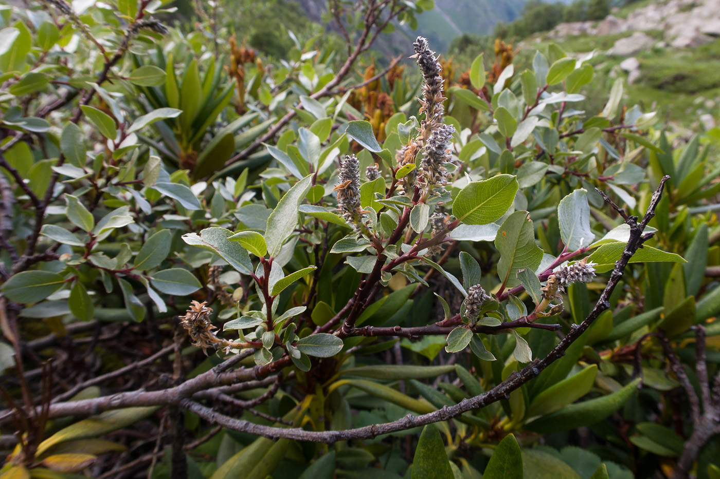 Изображение особи Salix kuznetzowii.