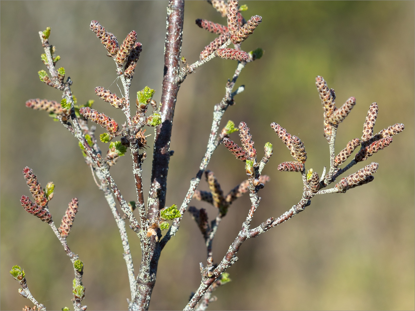 Image of Betula humilis specimen.