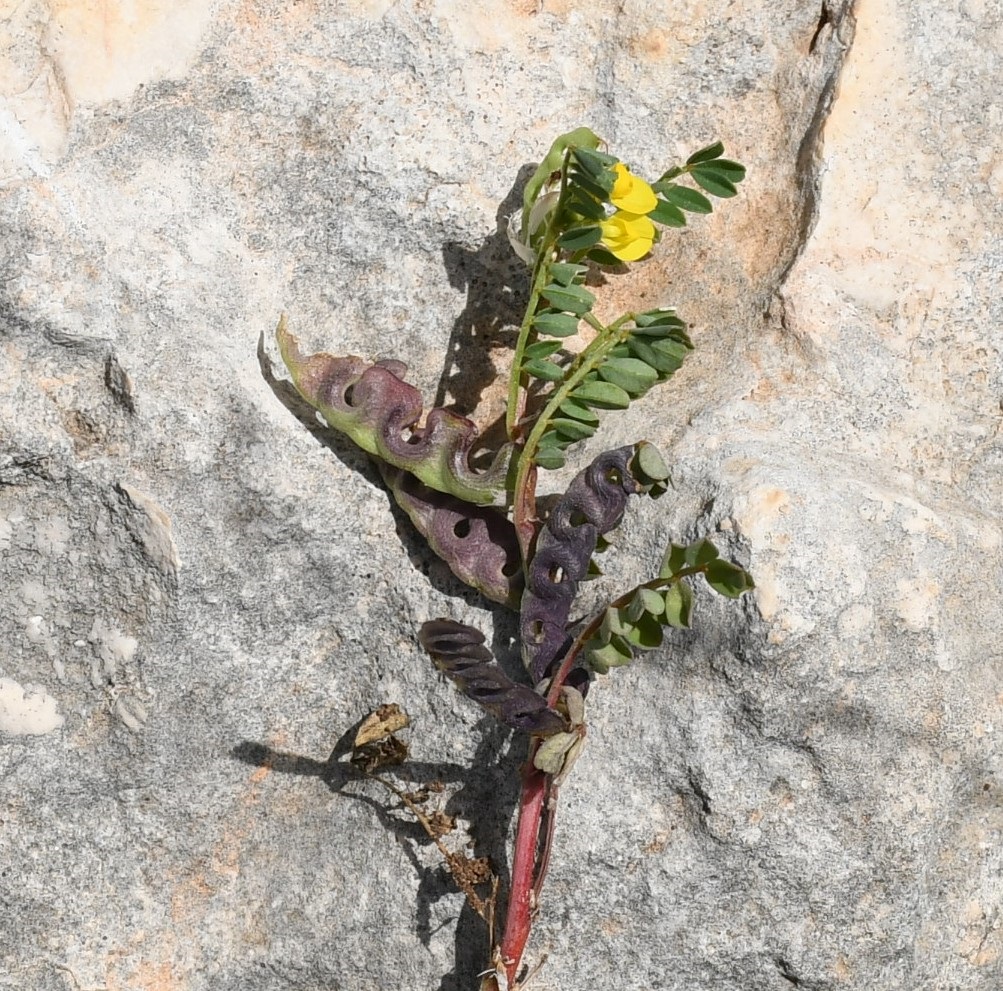 Image of genus Hippocrepis specimen.