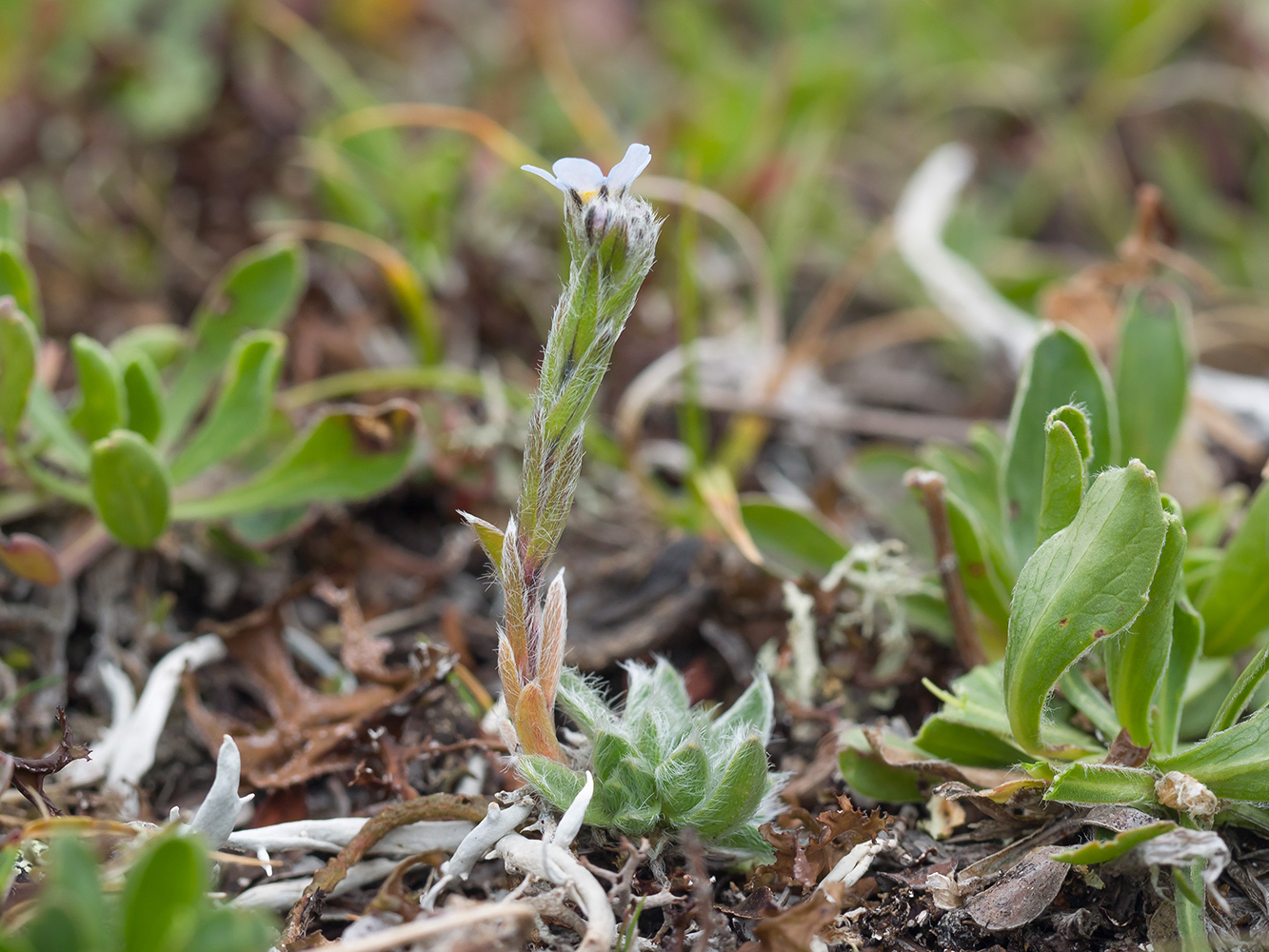 Изображение особи Eritrichium caucasicum.