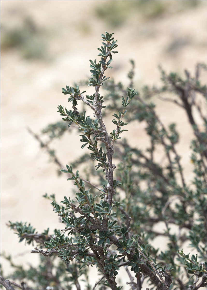 Image of Caragana grandiflora specimen.