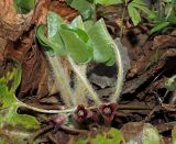 Asarum europaeum. Цветки, молодые листья и фрагменты листьев прошлого года. Ульяновская обл., окр. г. Димитровград, пос. Торфболото, осиновый лес с примесью широколиственных пород. 23.04.2023.