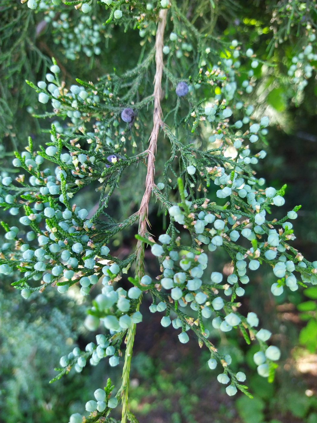 Изображение особи Juniperus virginiana.