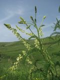 Astragalus galegiformis. Верхушка цветущего растения. Краснодарский край, Успенский р-н, степь. 23.05.2023.