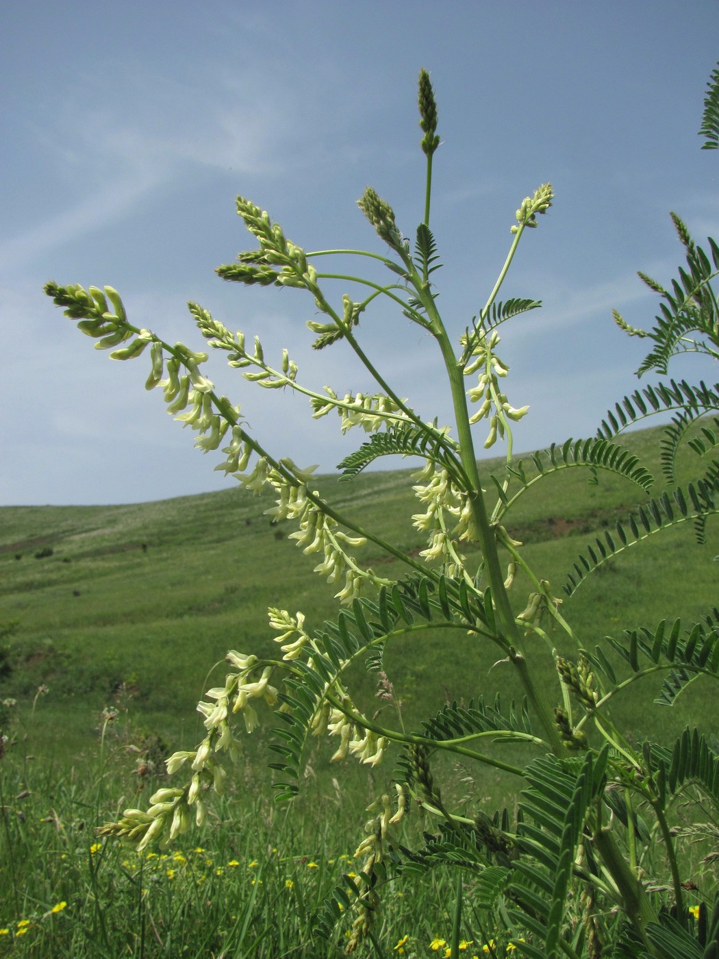 Изображение особи Astragalus galegiformis.