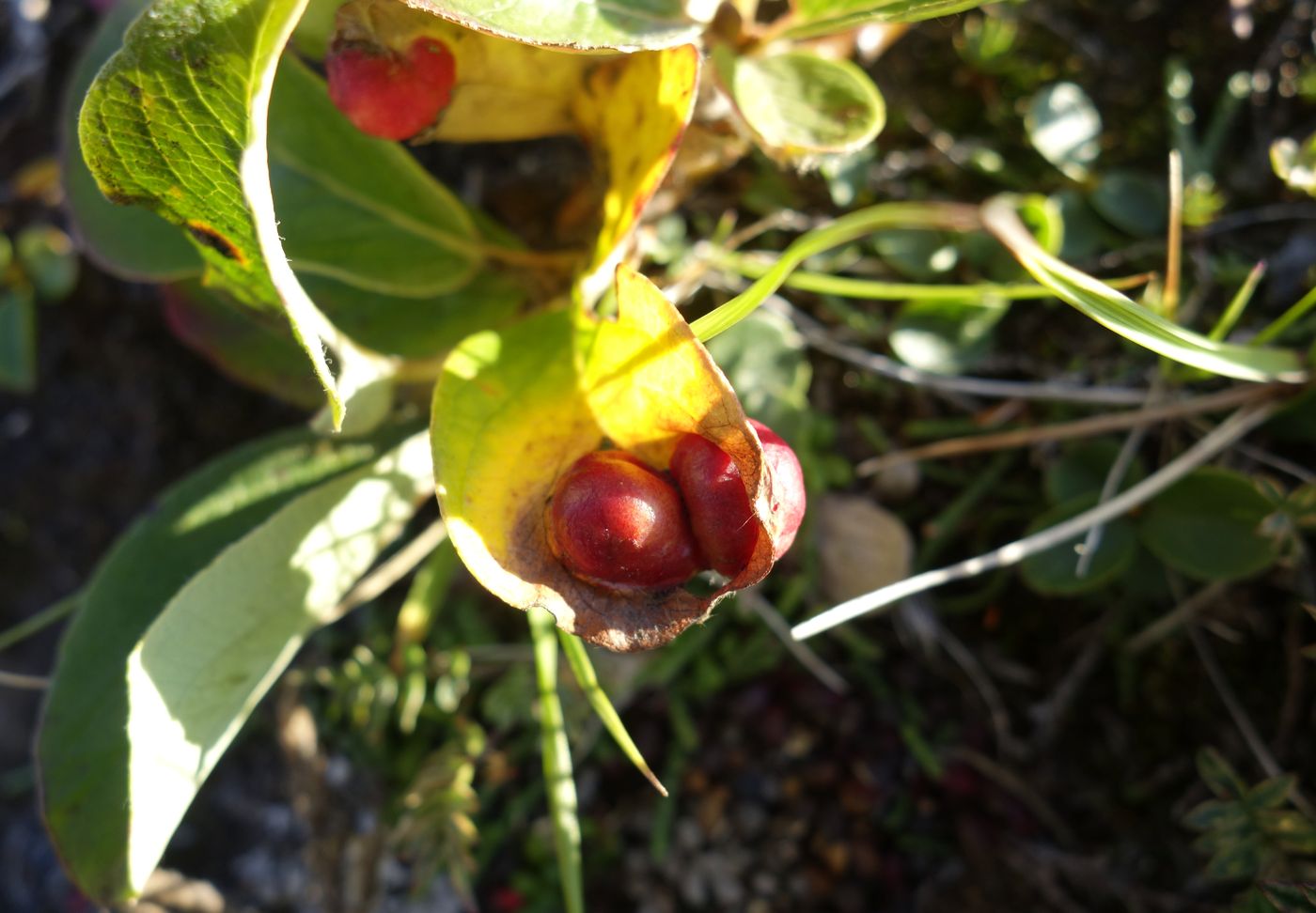 Image of genus Salix specimen.