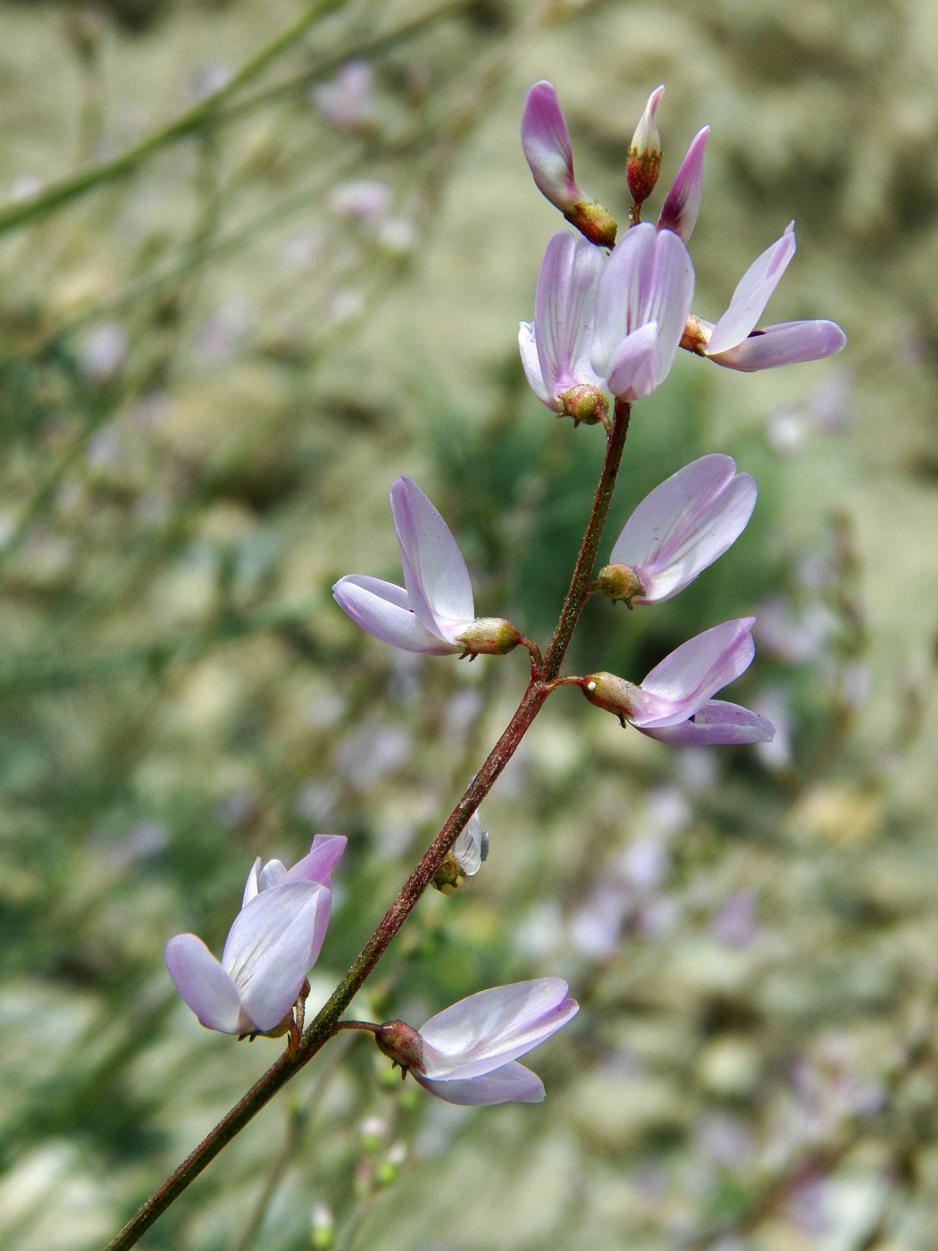 Изображение особи Astragalus macropterus.