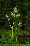 Aconogonon alpinum