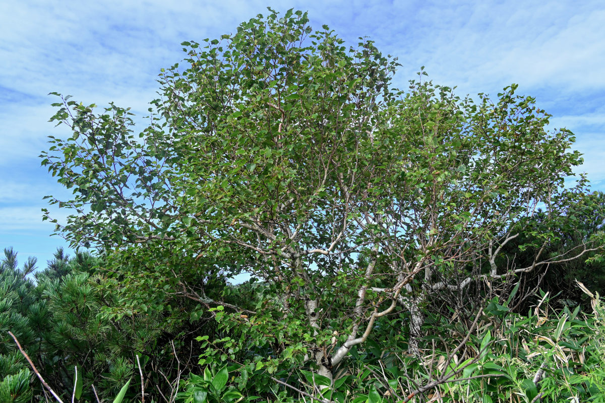 Изображение особи Betula ermanii.