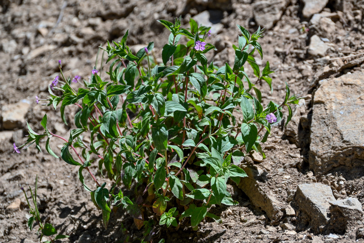 Image of genus Epilobium specimen.