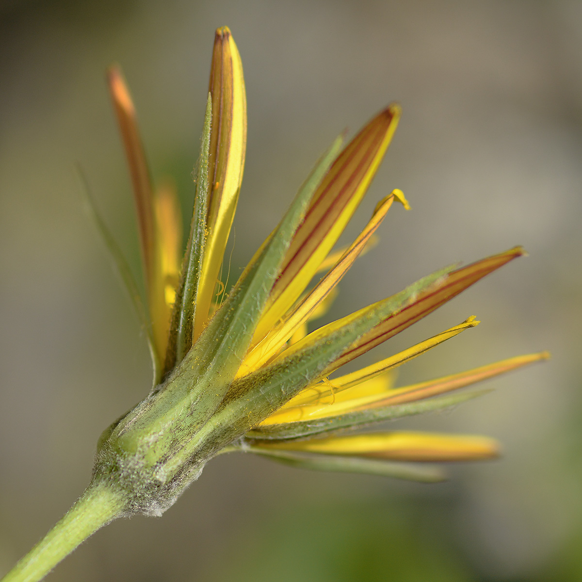 Image of Tragopogon reticulatus specimen.