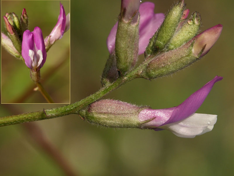 Изображение особи Astragalus macropus.